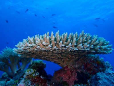 Large piece of white coral in a sea of blue with little fish in the distance. 